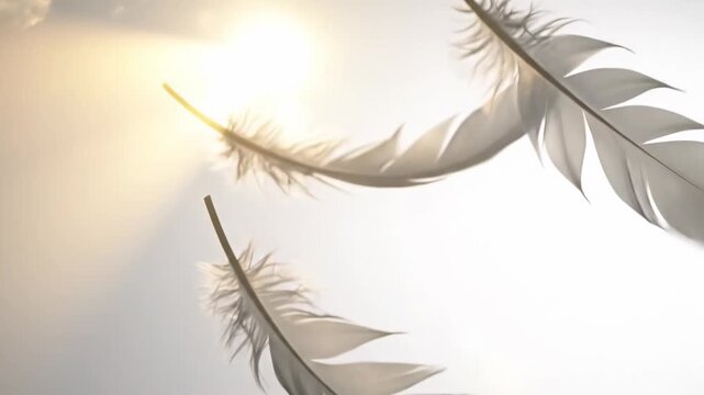 Soft light comes through feathers in a simple environment. The feathers float gently, creating an interesting visual effect with the light