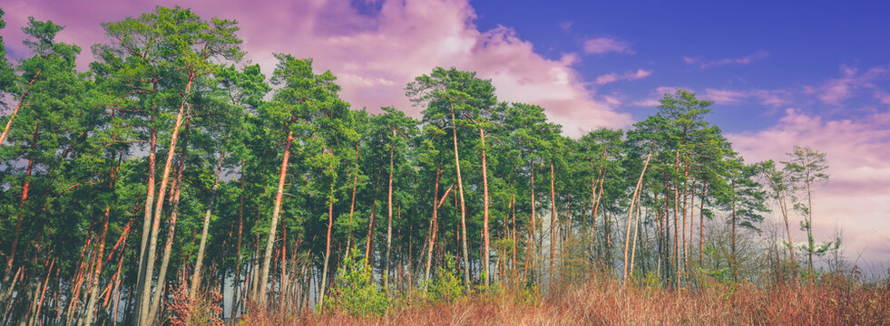 The edge of a pine forest in autumn in cloudy weather