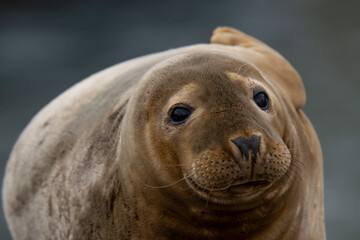 Foca © WILDNATURE JOSEBA