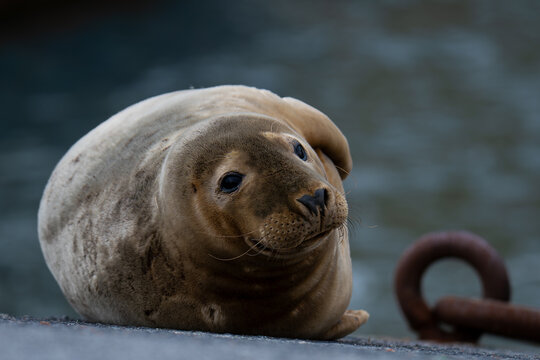 Foca gris