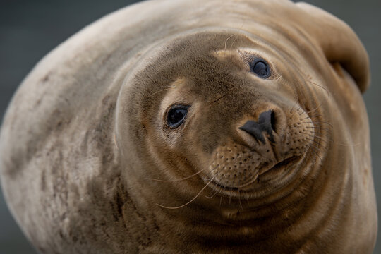 Foca gris