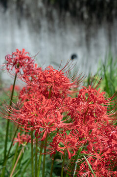 Red spider lilies blooming in vibrant clusters under early autumn sunlight for nature background