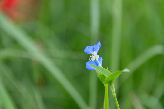 Close up blue dayflower blooming softly in green grass for autumn natural background