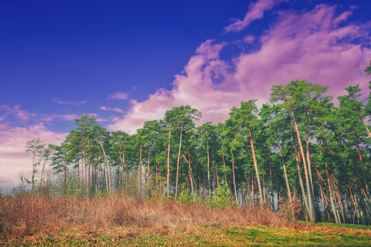 The edge of a pine forest in autumn in cloudy weather