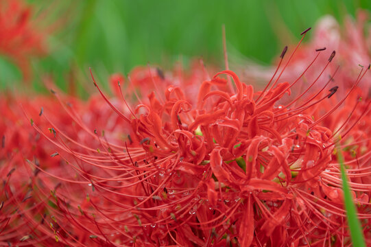 Close up vibrant red spider lily flowers covered with raindrops blooming in early autumn garden on green background