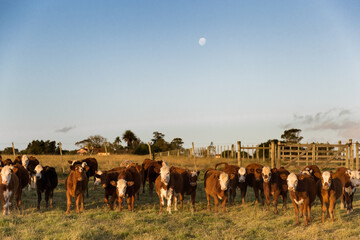 herd of cows © Rafael