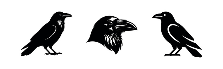 Obraz premium Raven and crow bird silhouette set, minimalist vector illustrations of intelligent corvids