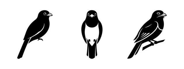 Obraz premium Magpie and Jay Like Bird Silhouettes in Standing and Perching Poses