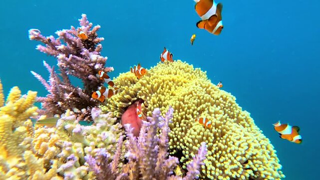 View of clownfish swimming among vibrant coral and anemones in the clear blue waters of Karimunjawa National Park, Karimunjawa, Central Java, Indonesia.