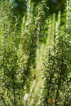 Nahaufnahme von frischem Rosmarin (Salvia rosmarinus) mit gr&uuml;nen Bl&auml;ttern im Garten bei Sonnenschein