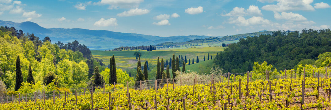 Grapevine plantation. Beautiful landscape of Tuscany. Mountain valley with blue sky, Italy, Europe