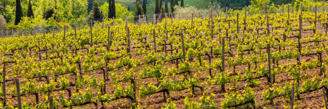 Grapevine plantation in spring. Beautiful landscape of Tuscany, Italy, Europe