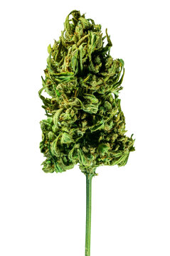 marijuana isolated on transparent background. Hemp top plant object for design and advertising. THC SBD medicine.