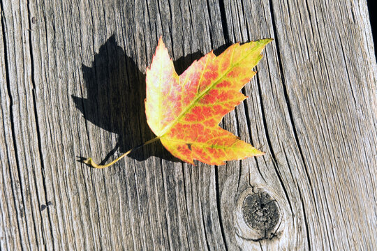 A maple leaf on deck
