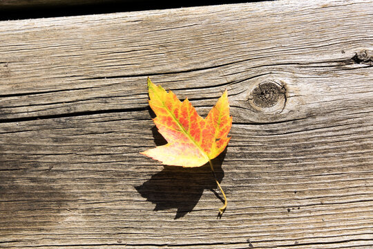 A maple leaf on deck
