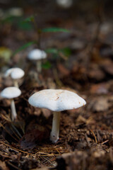 Fototapeta premium White Wild Mushrooms Growing on Forest Floor Covered with Pine Needles and Leaves