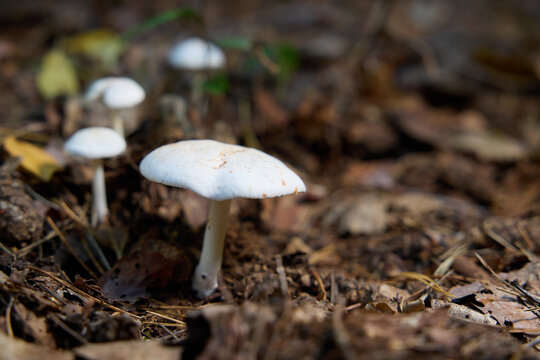 White Wild Mushrooms Growing on Forest Floor Covered with Pine Needles and Leaves