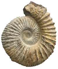 Fossil ammonite isolated on transparent background. Ancient sea creature preserved in stone. Detailed spiral shell with natural patterns. Symbol of prehistoric life and geological history © Zoeheleva