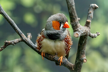 Obraz premium Detailed close up view of male zebra finch taeniopygia guttata species