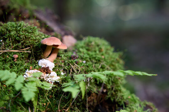 Small Wild Mushrooms Growing on Mossy Log in a Lush Green Forest