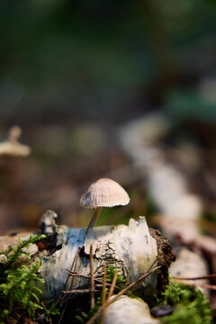 Small Wild Mushrooms Growing on Mossy Forest Floor with Fallen Leaves