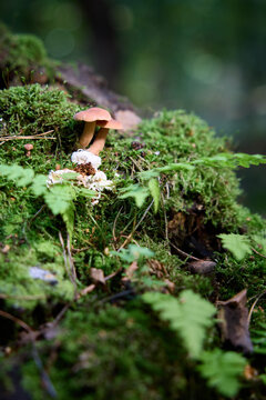 Small Wild Mushrooms Growing on Mossy Log in a Lush Green Forest