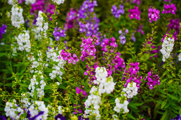 Obraz premium Angelonia Flowers in White, Purple, and Pink in a Summer Garden