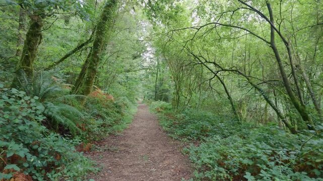View of a lush woodland path in Looe, Cornwall, United Kingdom.