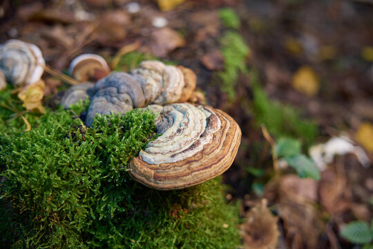 Bracket Fungi and Shelf Mushrooms Growing on Mossy Wood in Autumn Forest 