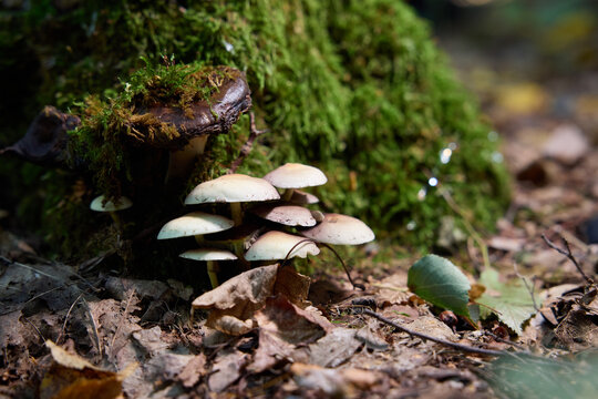 Shelf Fungi and Wild Mushrooms Growing on a Mossy Tree Stump in the Forest