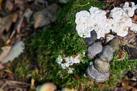 Grey and White Bracket Fungi Growing on a Mossy Tree Trunk in the Forest
