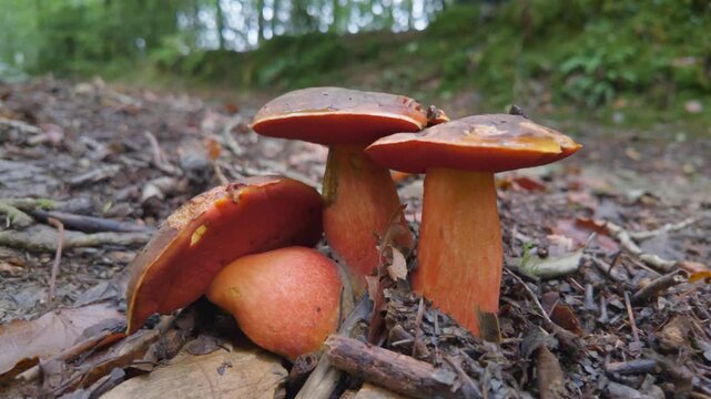 View of wild fungi growing on the damp forest floor in a woodland setting in Looe, Cornwall, United Kingdom.