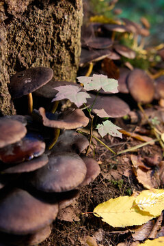 Brown Mushrooms Growing on a Tree Trunk in the Autumn Forest 