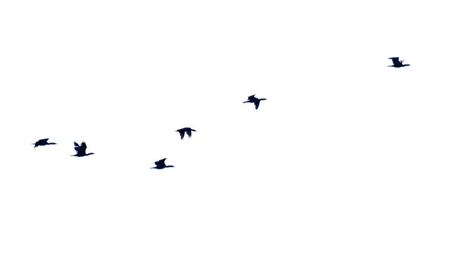 Dark birds soar against a stark white sky