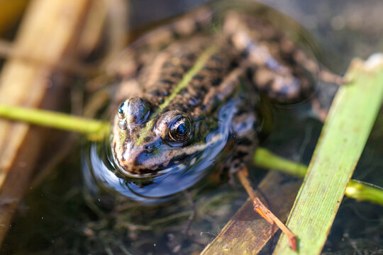 Frog rests in shallow water, eyes alert