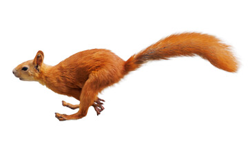 Obraz premium Red squirrel leaps mid-air against a white background