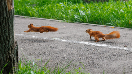 Obraz premium Two red squirrels sprint across a paved path