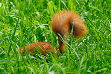 Obraz premium Red squirrel burrows through lush green grass