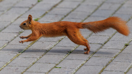 Obraz premium Red squirrel leaps across paved stones