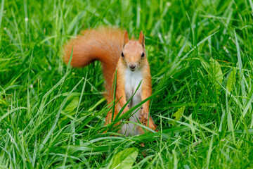 Obraz premium Red squirrel sits in tall green grass