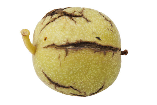 Yellow walnut with cracks and small stem