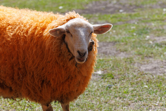 Orange sheep stands in grassy field