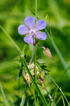 Purple wildflower blooms in green grass