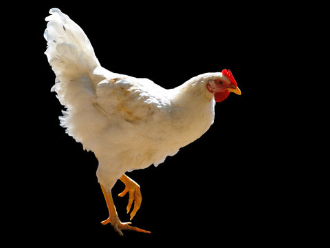White chicken stands against a solid black background