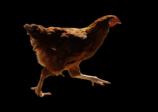 Brown chicken strides forward, isolated on black