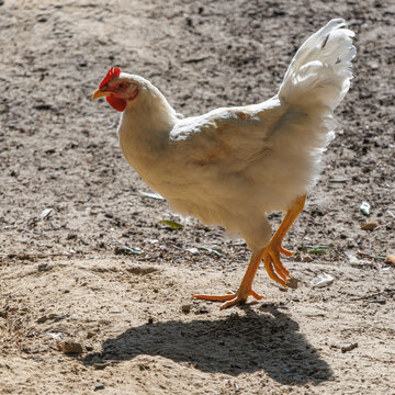 White chicken walks on dry dirt ground