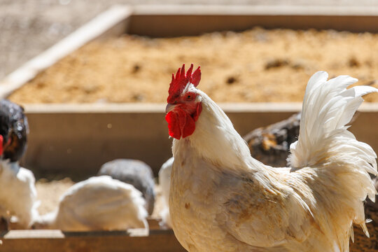 White chicken with red comb stands in farm pen