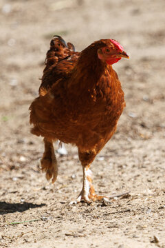 Brown chicken walks on dry dirt ground