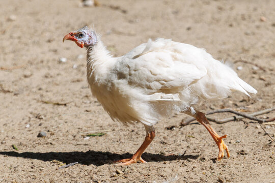 White bird with orange legs and red beak walks barefoot on dry dirt