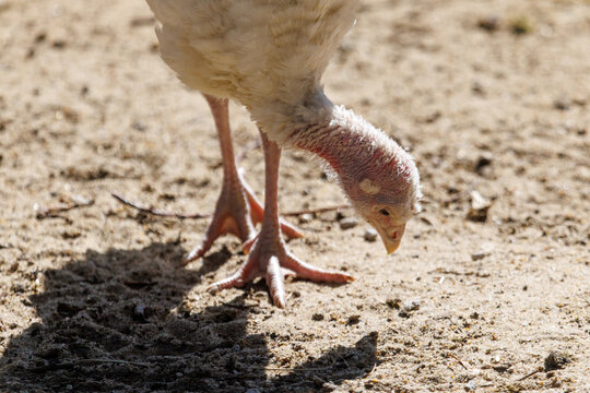 White turkey pecks at dry ground